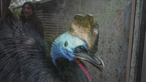 Nahaufnahmeporträt-Eines-Flugunfähigen-Vogels-Des-Südlichen-Kasuars