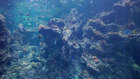 Many-fish-swimming-in-aquarium-with-sealife-in-slomo