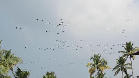 flocks-of-birds-swoop-and-swirl-together-in-the-sky-in-slowmotion