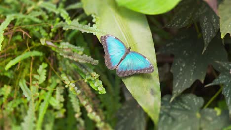 A-bright-colored-butterfly-rests-on-the-green-leaf