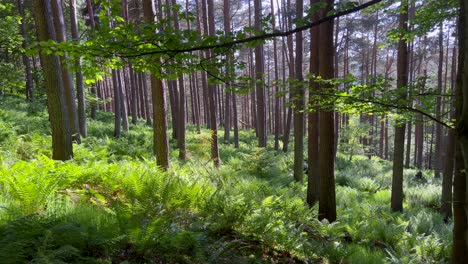 Forest-pine-trees-walk-fern-cover-dense-ground-green