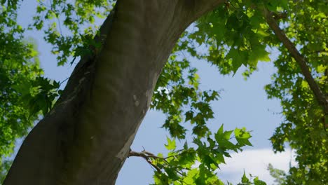 Cinematic-Tilt-up-of-a-Plane-Tree-in-the-Türkenschanzpark-in-Vienna-during-a-sunny-day-in-slow-motion