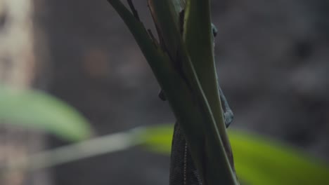 Veiled-Chameleon-Climbing-Behind-Plant-Stem
