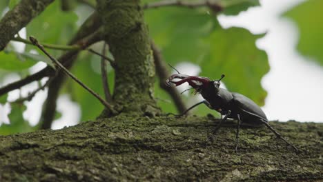 Close-up-shot-of-a-smale-stag-beetle-standing-on-a-branch-with-its-head-up-scenting-for-pheromones-from-a-female