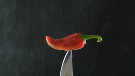 A-red-jalapeno-chili-on-a-knife-being-delicately-misted-until-it's-covered-by-a-few-drops-of-water
