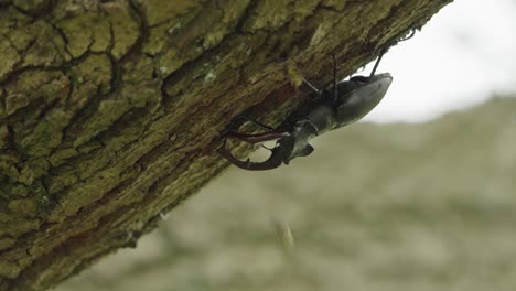 Close-up-of-a-large-male-stag-beetle-under-a-tree-branch-being-harassed-by-wasps-and-it-tries-to-shoo-them-off,-slow-motion