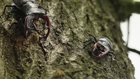 Close-up-of-two-male-stag-beetles-and-one-female-on-the-trunk-of-a-tree-with-a-wasp-harassing-them,-one-pair-is-mating