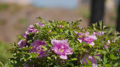 Hermosas-Flores-De-Peonía-De-árbol-Rosa-En-Plena-Floración