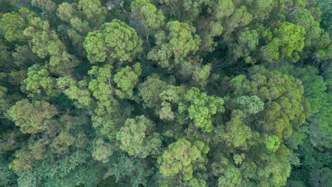 Treetops-Of-A-Dense-Forest-Over-Valleys-In-National-Park