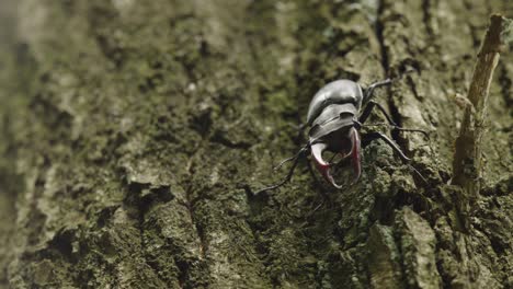Close-up-of-a-large-male-stag-beetle-walking-slowly-down-the-trunk-of-a-tree