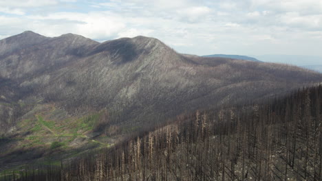 Charred-skeletal-remains-of-trees-on-mountainside-after-wildfire,-B