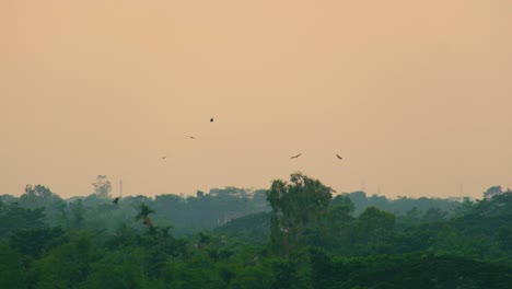 Flock-of-eagles-circling-over-woodland-tree-landscape-turning-and-seeking-prey-against-sunset-sky