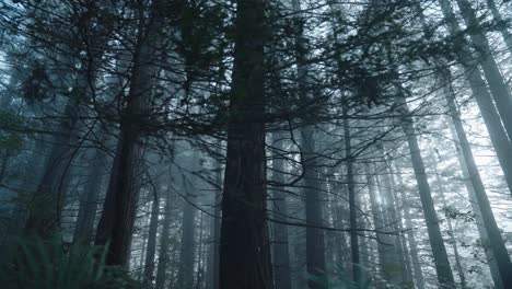 Cinematic-haunting-beauty-of-spooky-forest-with-foggy-atmosphere,low-angle