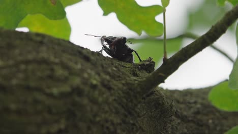 Close-up-for-a-male-stag-beetle-with-giant-jaws,-seen-from-below,-as-it-walks-across-the-branch-of-a-tree-before-a-storm