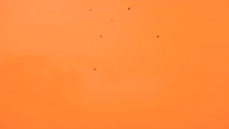 Flock-of-silhouette-eagles-soaring-across-vibrant-orange-sunset-sky-over-Bangladesh