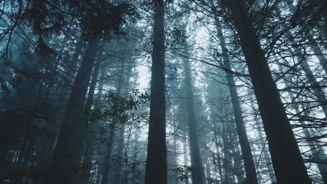 Cinematic-haunting-beauty-of-spooky-forest-with-foggy-atmosphere,-low-angle,-halloween-horror