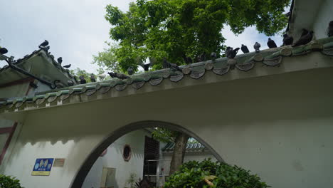 Pigeons-sit-on-top-of-tiled-Asian-archway-of-building-in-Hong-Kong
