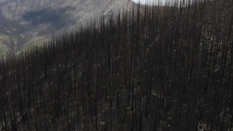 Lush-forest-once-covering-vast-mountainside-burnt-down-after-wildfire
