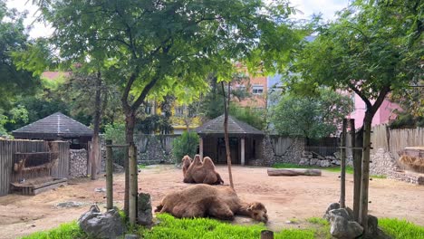 Camel-at-the-zoo-in-Lisbon,-Portugal-during-the-day-4K