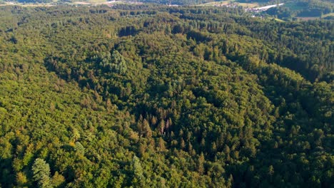 Aerial-4K-drone-footage-of-wild-forests-that-showcases-the-lush-landscape-with-diverse-flora-and-fauna