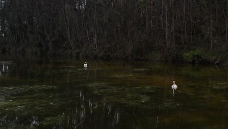Circular-drone-shot-of-two-graceful-swans-peacefully-gliding-in-the-river,-surrounded-by-lush-greenery
