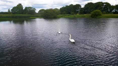 Two-swans-swimming-in-natural-country-pond,-Spring,-Scotland