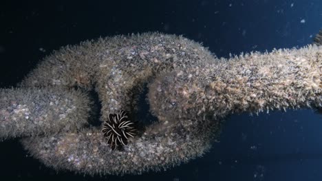 Einzigartige-Unterwasseransicht-Einer-Großen-Kette,-Die-An-Einem-Künstlichen-Riffprojekt-Befestigt-Ist,-Das-Mit-Bunten-Korallen-Bedeckt-Ist