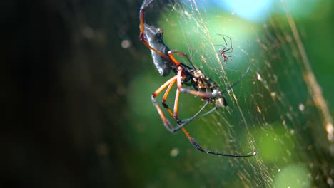 Big-spider-in-the-jungle-in-Seychelles