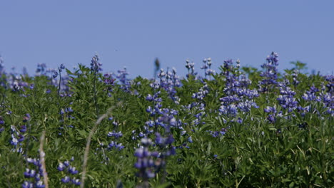 Smooth-change-of-focus,-from-vibrant-lupine-meadow-to-bird-sitting-on-pole