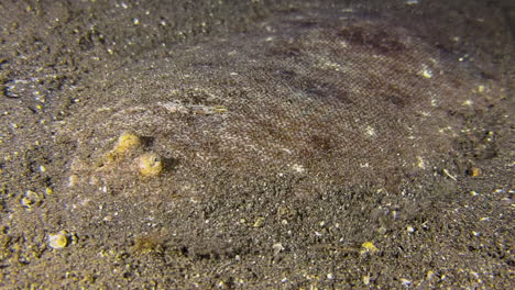 Flounder-slowly-moves-across-seabed-towards-camera