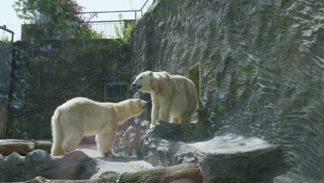 two-Polar-Bears-Inside-The-Zoo-Cage-Of-Prague-Zoological-Garden-In-Czech-Republic