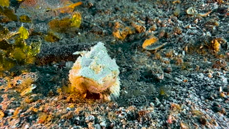 Flasher-scorpionfish-changing-ambush-position-by-moving-slightly-from-right-to-left