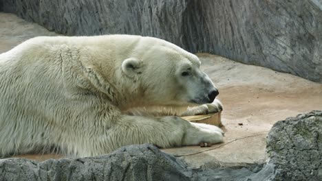 Polar-Bear-In-Prague-Zoological-Garden-In-Prague,-Czech-Republic