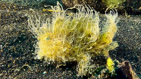 hairy-frogfish-with-clearly-visible-spots-and-patches-on-skin-performs-small-movements-on-black-sand
