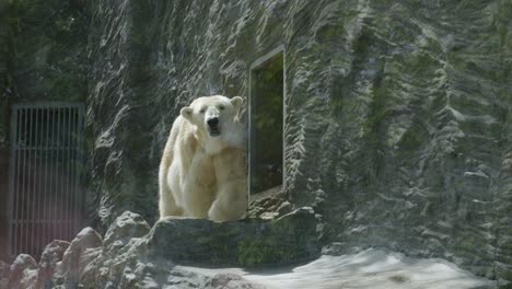 Polar-Bears-Inside-The-Zoo-Cage-Of-Prague-Zoological-Garden-In-Czech-Republic