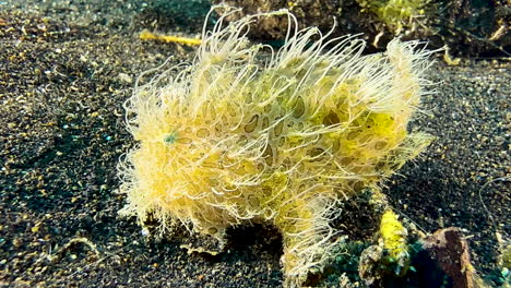 hairy-frogfish-with-clearly-visible-spots-and-patches-on-skin-resting-on-dark-sand-during-day,-Side-view-medium-shot-showing-all-body-parts