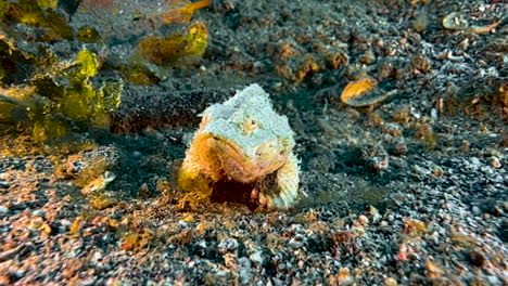 Flasher-scorpionfish-motionless-on-sandy-bottom