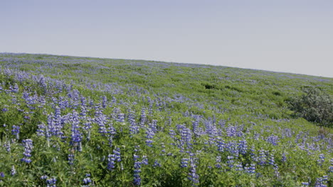 Purple-flowering-lupine-field,-vivid-meadow-with-clear-sky,-Iceland