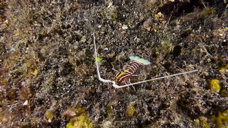 juvenile-painted-spiny-lobster-walks-over-coral-reef-and-approaches-camera