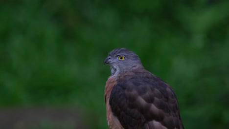 Head-turning-to-the-left-side-of-the-frame-and-looking-center-upwards,-Chinese-Sparrowhawk-Accipiter-soloensis,-Thailand