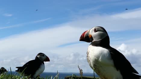 Papageientaucher-Aus-Nächster-Nähe,-Treshnish-Isles,-Schottland