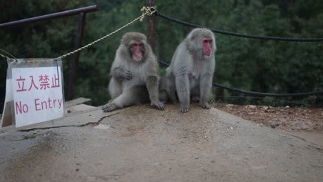 Monkeys-defending-the-entrance-to-the-monkey-park-in-Kyoto,-Japan