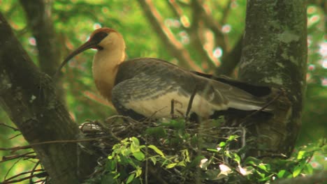 Buff-Necked-Ibis-mother-perched-in-a-nest-with-baby-bird