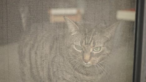 Tabby-Cat-Behind-Window-Screen.-closeup
