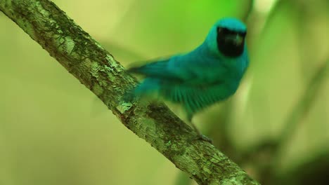 Swallow-tanager-perched-on-branch,-turns-towards-camera