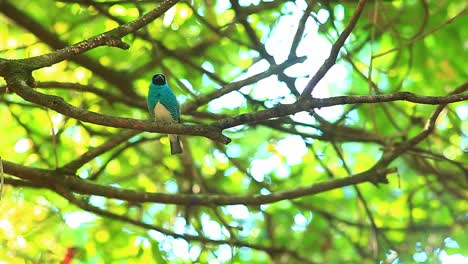Swallow-tanager-sitting-in-the-tree-of-amazon-jungle