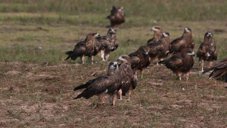 Kites-fighting-over-the-scattered-meat-in-the-field-on-the-right-side-of-the-frame,-Black-eared-kite-milvus-lineatus
