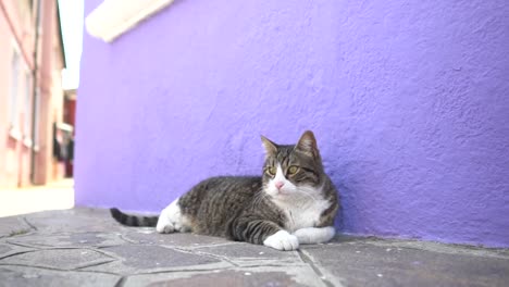 A-cat-fixes-its-gaze-to-the-left,-moves-its-tail,-and-is-resting-against-a-purple-background-wall