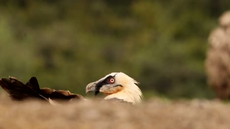 Beaded-vulture-on-ground-poking-head-up
