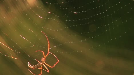 Spinne-Zwickt-Langsam-Ihr-Netz,-Nahaufnahme
